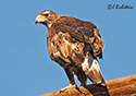 Aquila chrysaetos